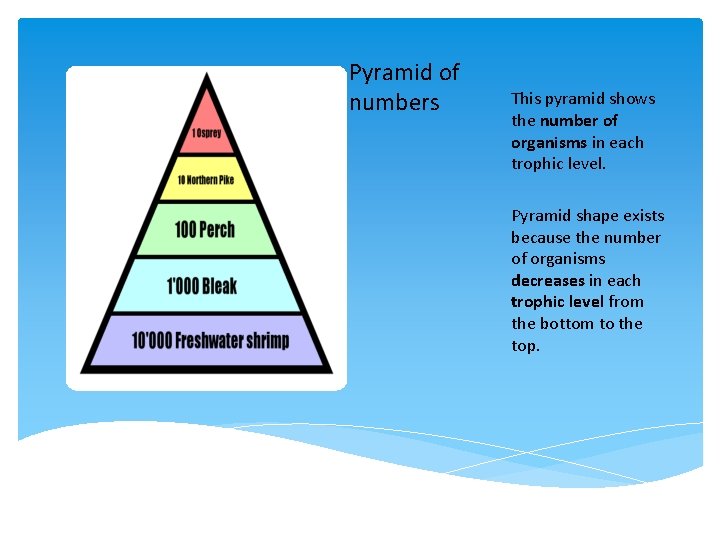Pyramid of numbers This pyramid shows the number of organisms in each trophic level.