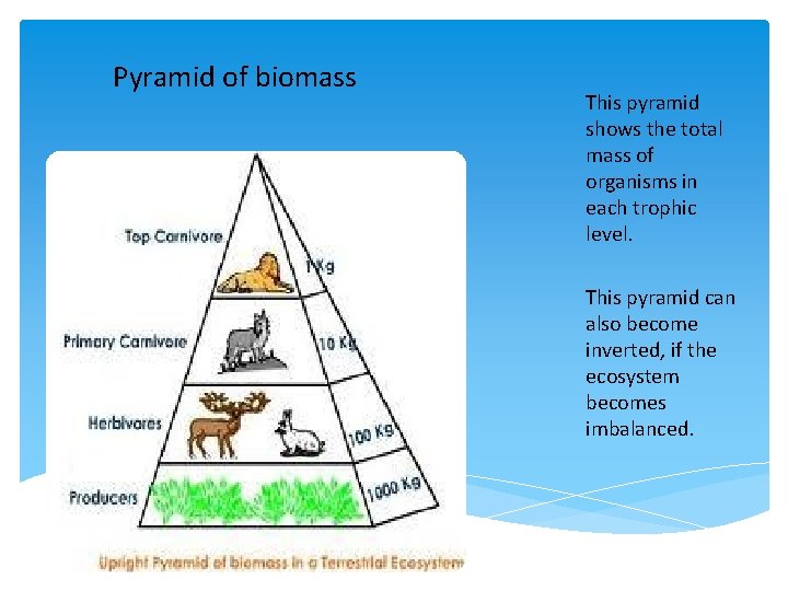 Pyramid of biomass This pyramid shows the total mass of organisms in each trophic