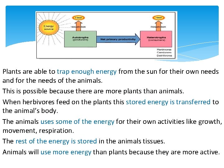 Energy flow: Plants are able to trap enough energy from the sun for their