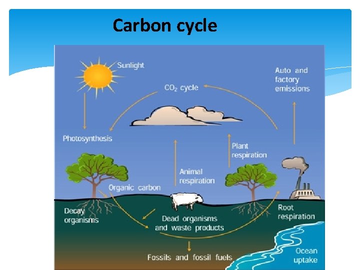 Carbon cycle 