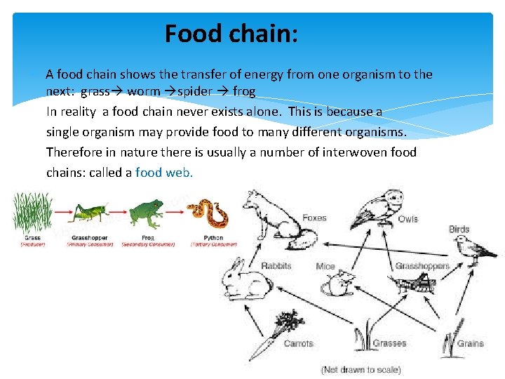 Food chain: A food chain shows the transfer of energy from one organism to