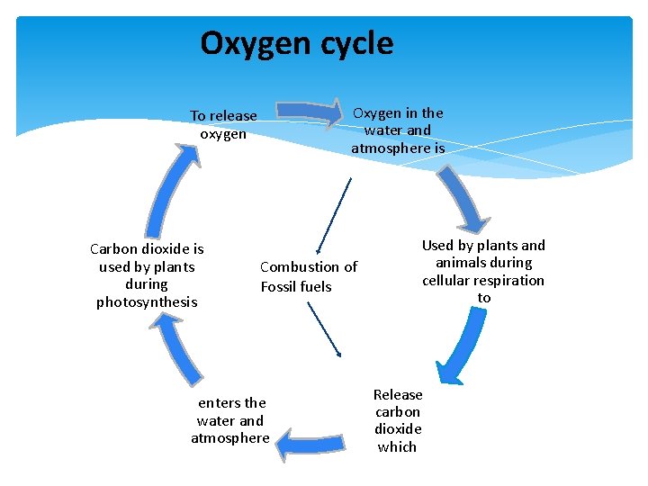 Oxygen cycle Oxygen in the water and atmosphere is To release oxygen Carbon dioxide