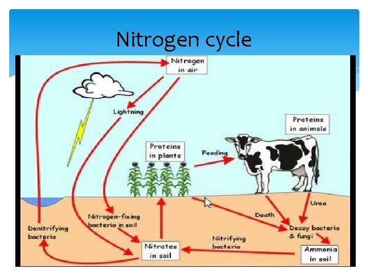 Nitrogen cycle 