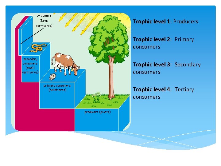 Trophic level 1: Producers Trophic level 2: Primary consumers Trophic level 3: Secondary consumers