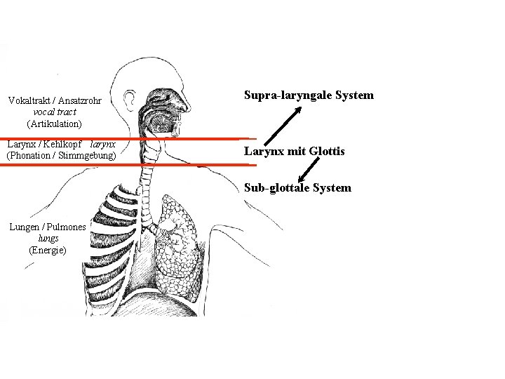 Vokaltrakt / Ansatzrohr vocal tract (Artikulation) Larynx / Kehlkopf larynx (Phonation / Stimmgebung) Supra-laryngale