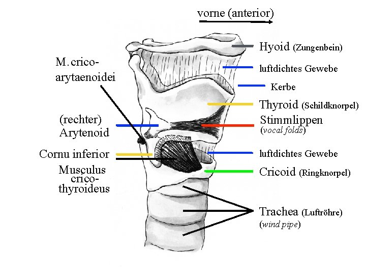 vorne (anterior) Hyoid (Zungenbein) M. cricoarytaenoidei (rechter) Arytenoid Cornu inferior M. Musculus cricothyroideus luftdichtes