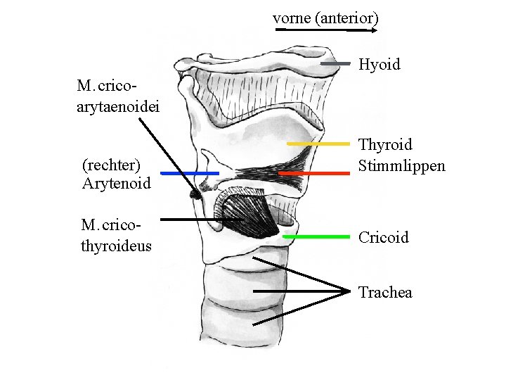 vorne (anterior) Hyoid M. cricoarytaenoidei (rechter) Arytenoid M. cricothyroideus Thyroid Stimmlippen Cricoid Trachea 