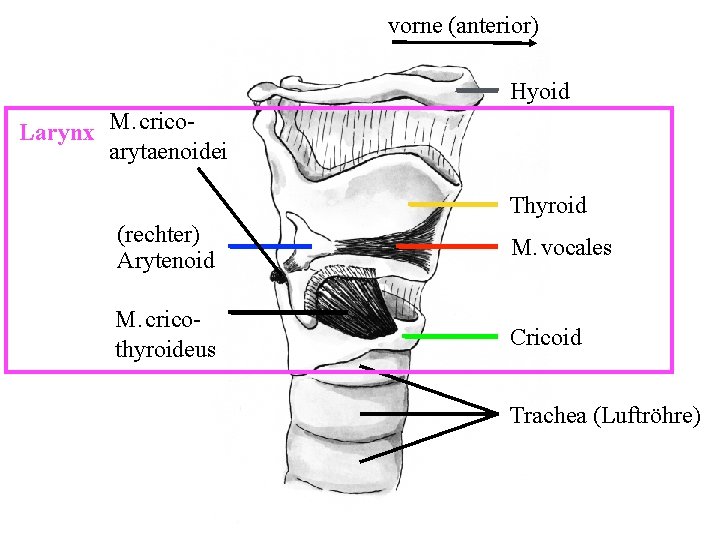 vorne (anterior) Hyoid Larynx M. cricoarytaenoidei Thyroid (rechter) Arytenoid M. vocales M. cricothyroideus Cricoid