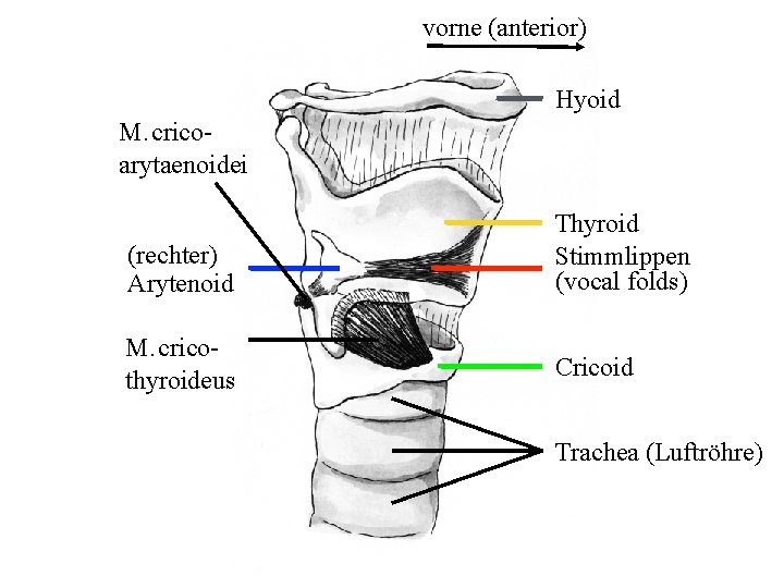 vorne (anterior) Hyoid M. cricoarytaenoidei (rechter) Arytenoid Thyroid Stimmlippen (vocal folds) M. cricothyroideus Cricoid