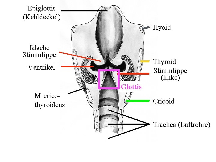 Epiglottis (Kehldeckel) Hyoid falsche Stimmlippe Thyroid Stimmlippe (linke) Ventrikel Glottis M. cricothyroideus Cricoid Trachea