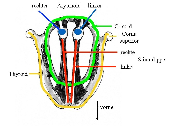 rechter Arytenoid linker Cricoid Cornu superior rechte Stimmlippe linke Thyroid vorne 