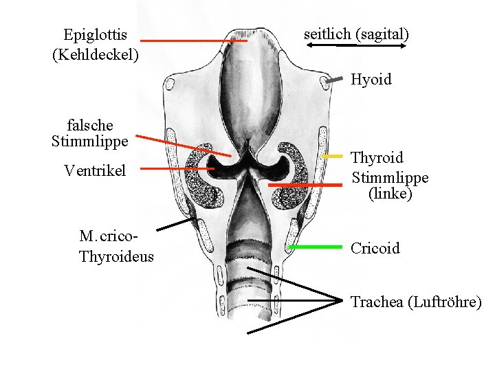 Epiglottis (Kehldeckel) seitlich (sagital) Hyoid falsche Stimmlippe Ventrikel M. crico. Thyroideus Thyroid Stimmlippe (linke)