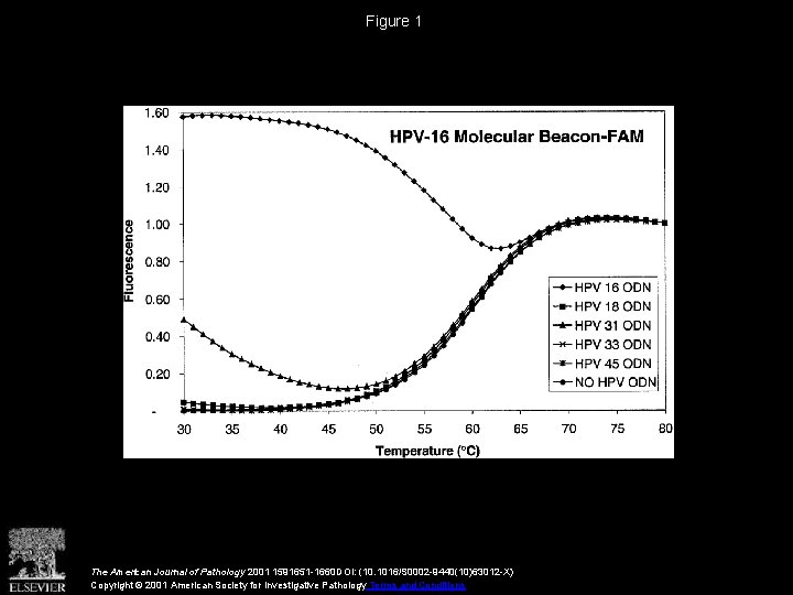 Figure 1 The American Journal of Pathology 2001 1591651 -1660 DOI: (10. 1016/S 0002