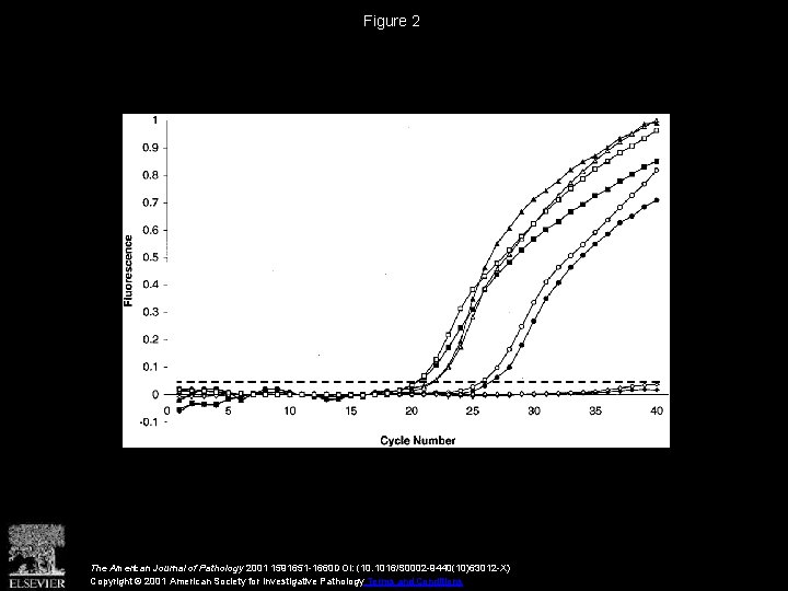 Figure 2 The American Journal of Pathology 2001 1591651 -1660 DOI: (10. 1016/S 0002