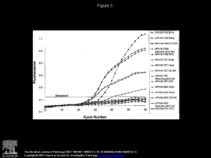 Figure 3 The American Journal of Pathology 2001 1591651 -1660 DOI: (10. 1016/S 0002