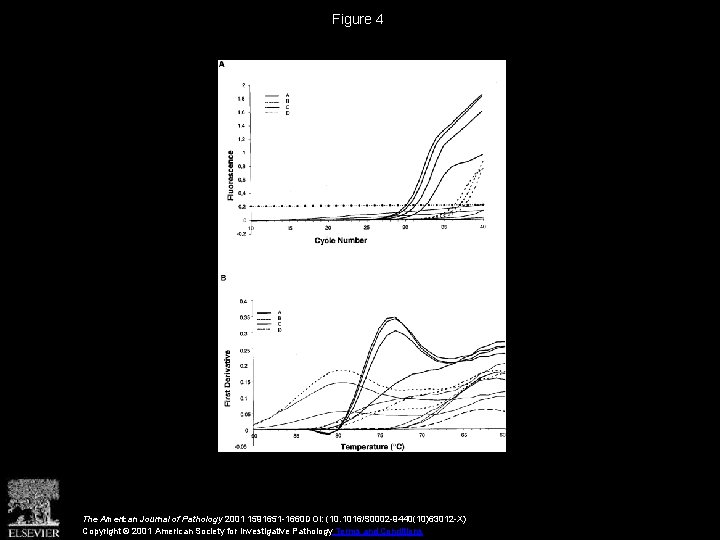 Figure 4 The American Journal of Pathology 2001 1591651 -1660 DOI: (10. 1016/S 0002