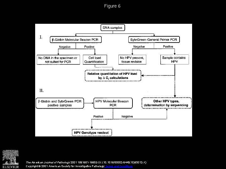 Figure 6 The American Journal of Pathology 2001 1591651 -1660 DOI: (10. 1016/S 0002