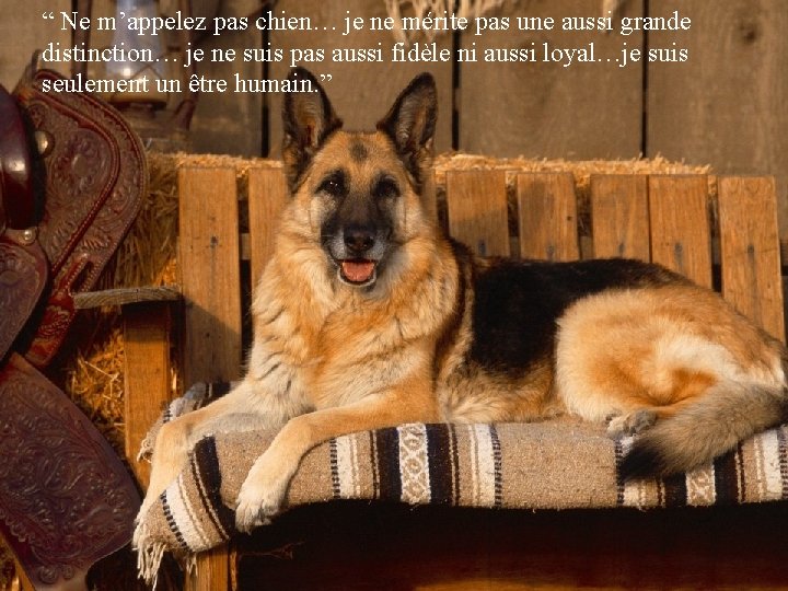 “ Ne m’appelez pas chien… je ne mérite pas une aussi grande distinction… je