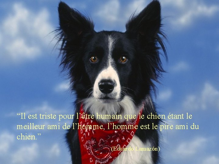 “Il est triste pour l’être humain que le chien étant le meilleur ami de