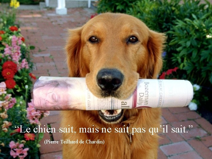 “Le chien sait, mais ne sait pas qu’il sait. ” (Pierre Teilhard de Chardin)