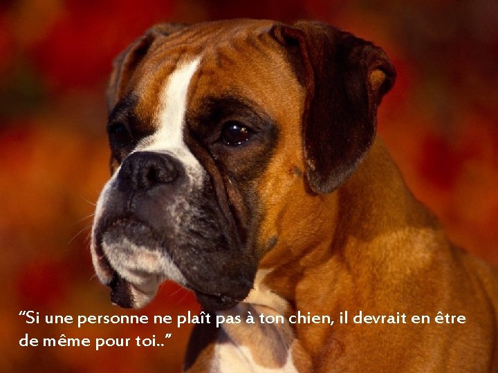 “Si une personne ne plaît pas à ton chien, il devrait en être de