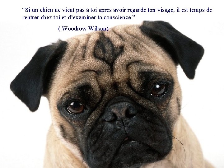 “Si un chien ne vient pas à toi après avoir regardé ton visage, il