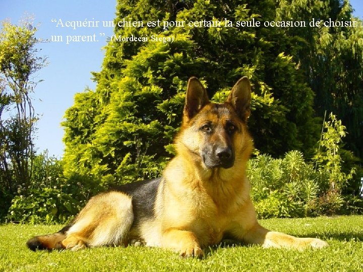 “Acquérir un chien est pour certain la seule occasion de choisir un parent. ”