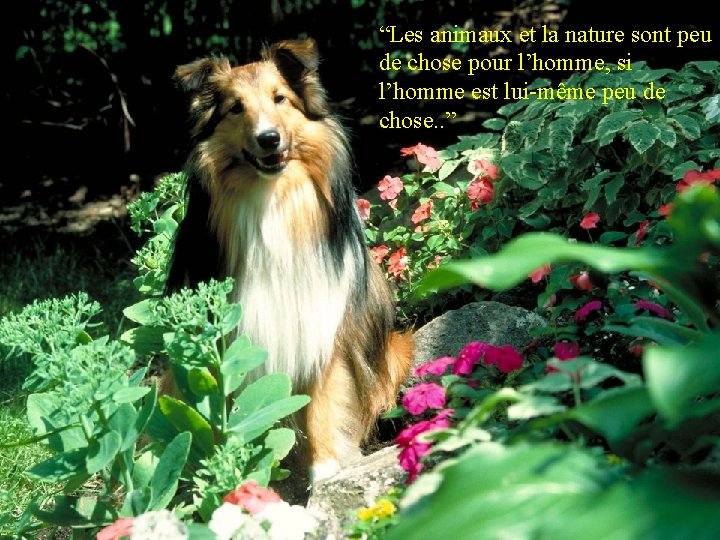 “Les animaux et la nature sont peu de chose pour l’homme, si l’homme est