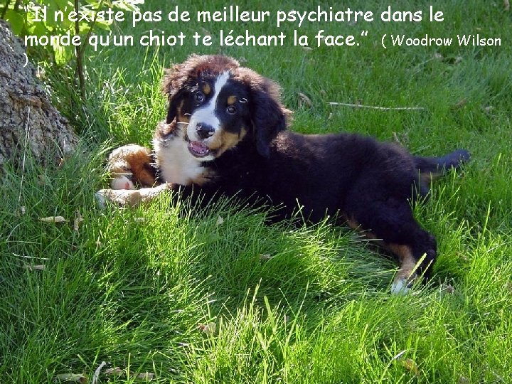 “Il n’existe pas de meilleur psychiatre dans le monde qu’un chiot te léchant la