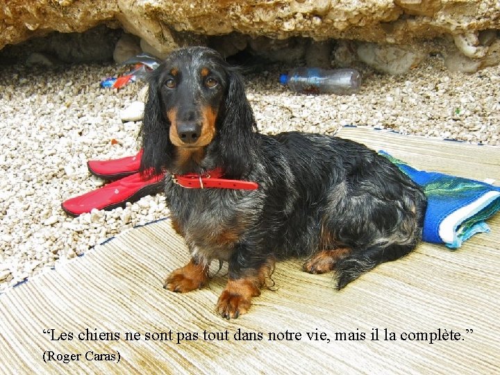 “Les chiens ne sont pas tout dans notre vie, mais il la complète. ”