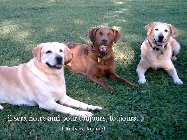 …il sera notre ami pour toujours, toujours. . . ( Rudyard Kipling) 