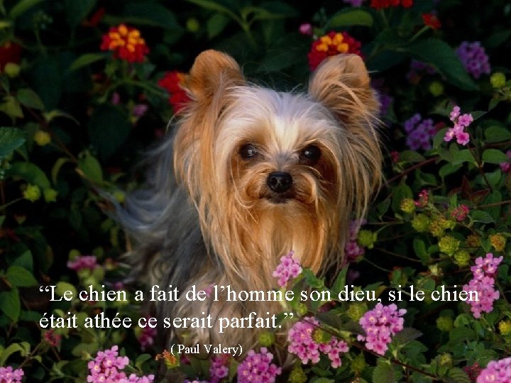 “Le chien a fait de l’homme son dieu, si le chien était athée ce