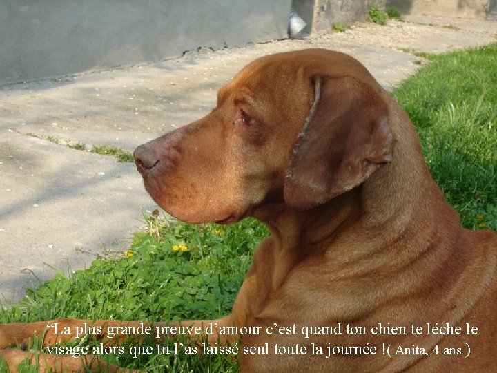 “La plus grande preuve d’amour c’est quand ton chien te léche le visage alors