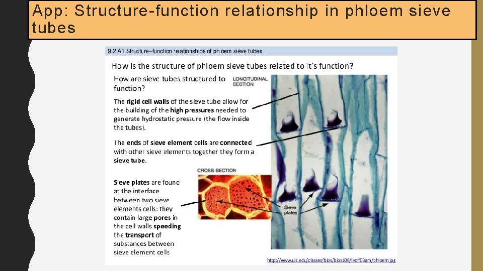 App: Structure-function relationship in phloem sieve tubes 