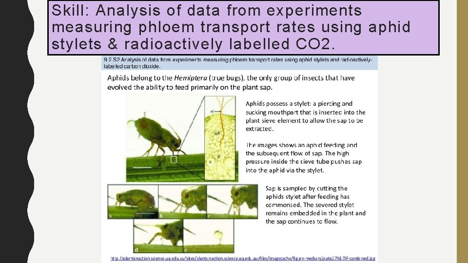 Skill: Analysis of data from experiments measuring phloem transport rates using aphid stylets &