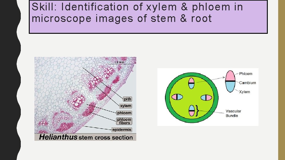 Skill: Identification of xylem & phloem in microscope images of stem & root 