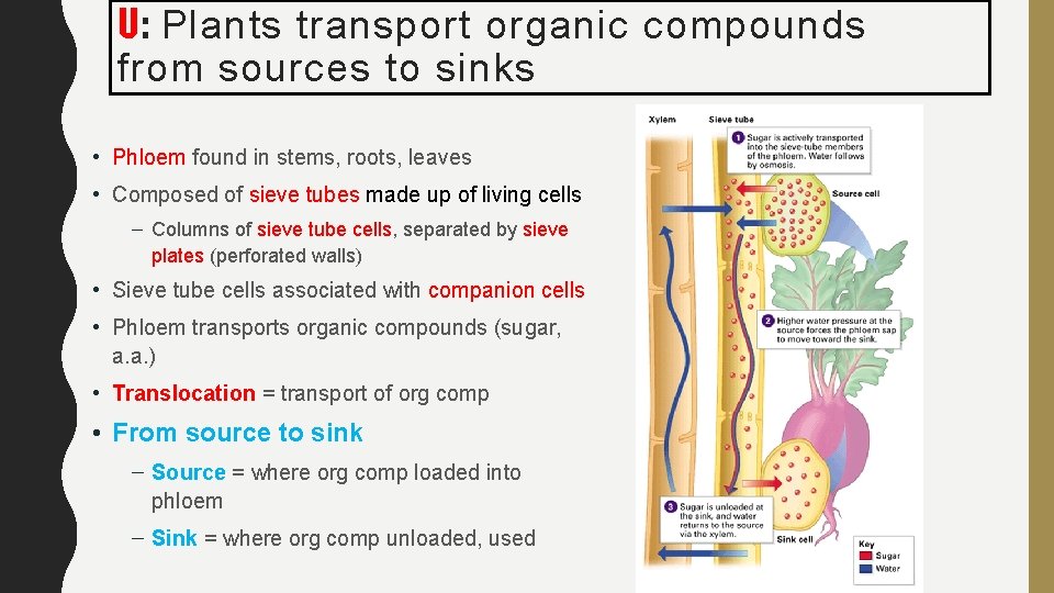 U: Plants transport organic compounds from sources to sinks • Phloem found in stems,