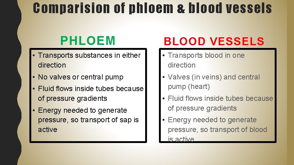 Comparision of phloem & blood vessels PHLOEM BLOOD VESSELS • Transports substances in either