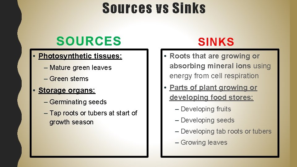 Sources vs Sinks SOURCES • Photosynthetic tissues: – Mature green leaves – Green stems