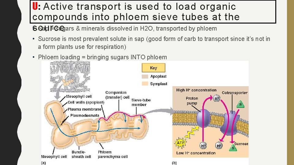 U: Active transport is used to load organic compounds into phloem sieve tubes at