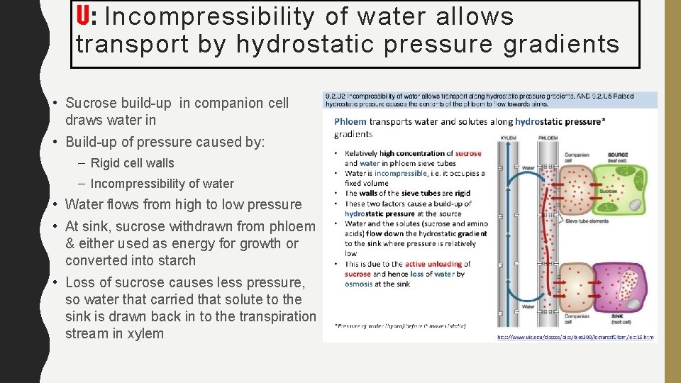 U: Incompressibility of water allows transport by hydrostatic pressure gradients • Sucrose build-up in