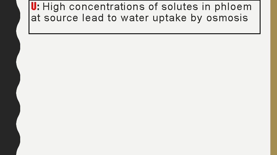 U: High concentrations of solutes in phloem at source lead to water uptake by