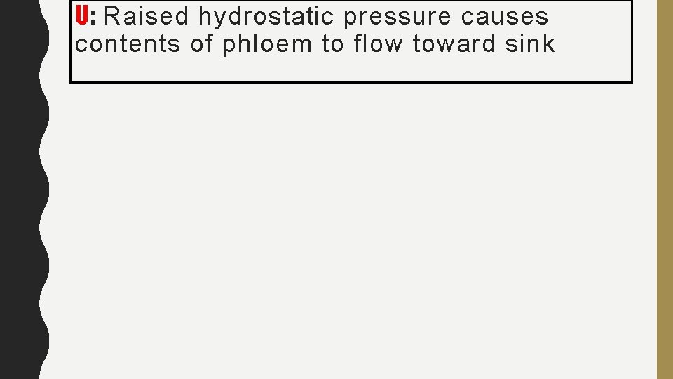 U: Raised hydrostatic pressure causes contents of phloem to flow toward sink 