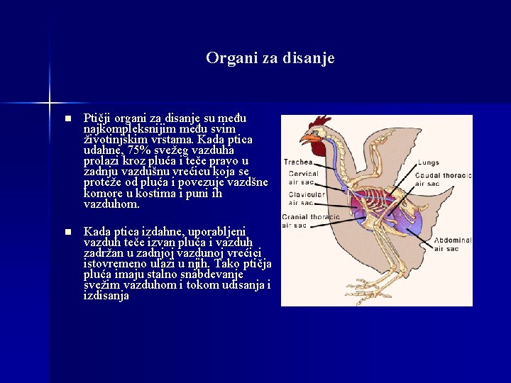 Organi za disanje n Ptičji organi za disanje su među najkompleksnijim među svim životinjskim