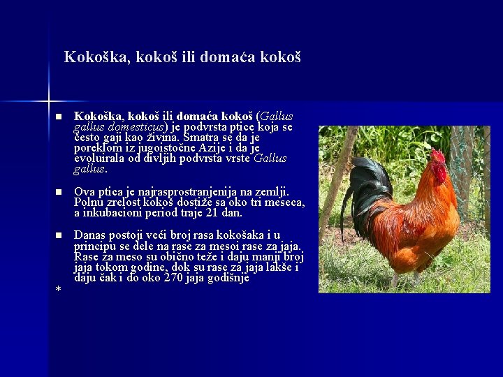 Kokoška, kokoš ili domaća kokoš n Kokoška, kokoš ili domaća kokoš (Gallus gallus domesticus)