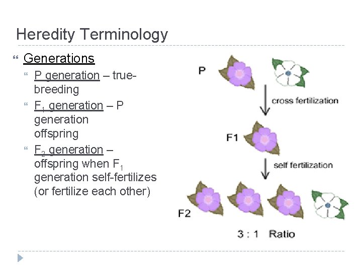 P Generation Example Science Unit 7 Genetics Mendelian Genetics Heredity Terminology Selffertilization