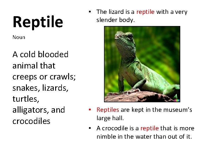 Reptile • The lizard is a reptile with a very slender body. Noun A