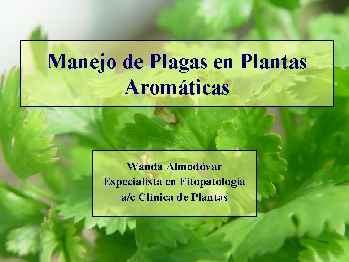 Manejo de Plagas en Plantas Aromáticas Wanda Almodóvar Especialista en Fitopatología a/c Clínica de