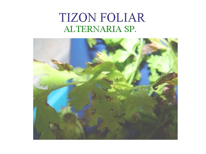 TIZON FOLIAR ALTERNARIA SP. 