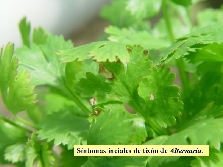 Síntomas inciales de tizón de Alternaria. 